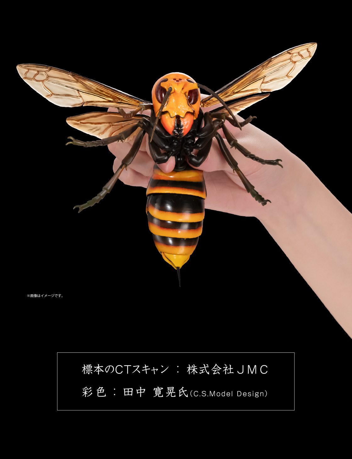 標本のCTスキャン：株式会社JMC　彩色：田中寛晃氏(C.S.Model Design)