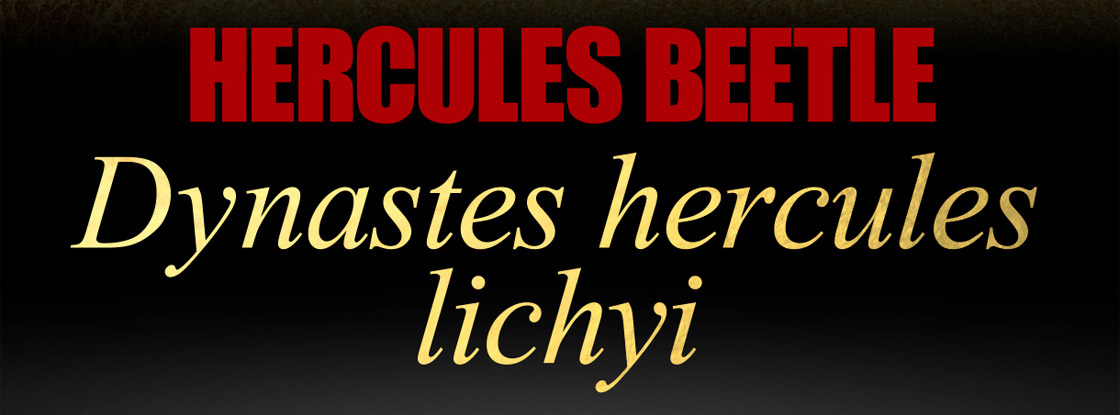 HERUCLES BEETLE Dynastes hercules lichyi
