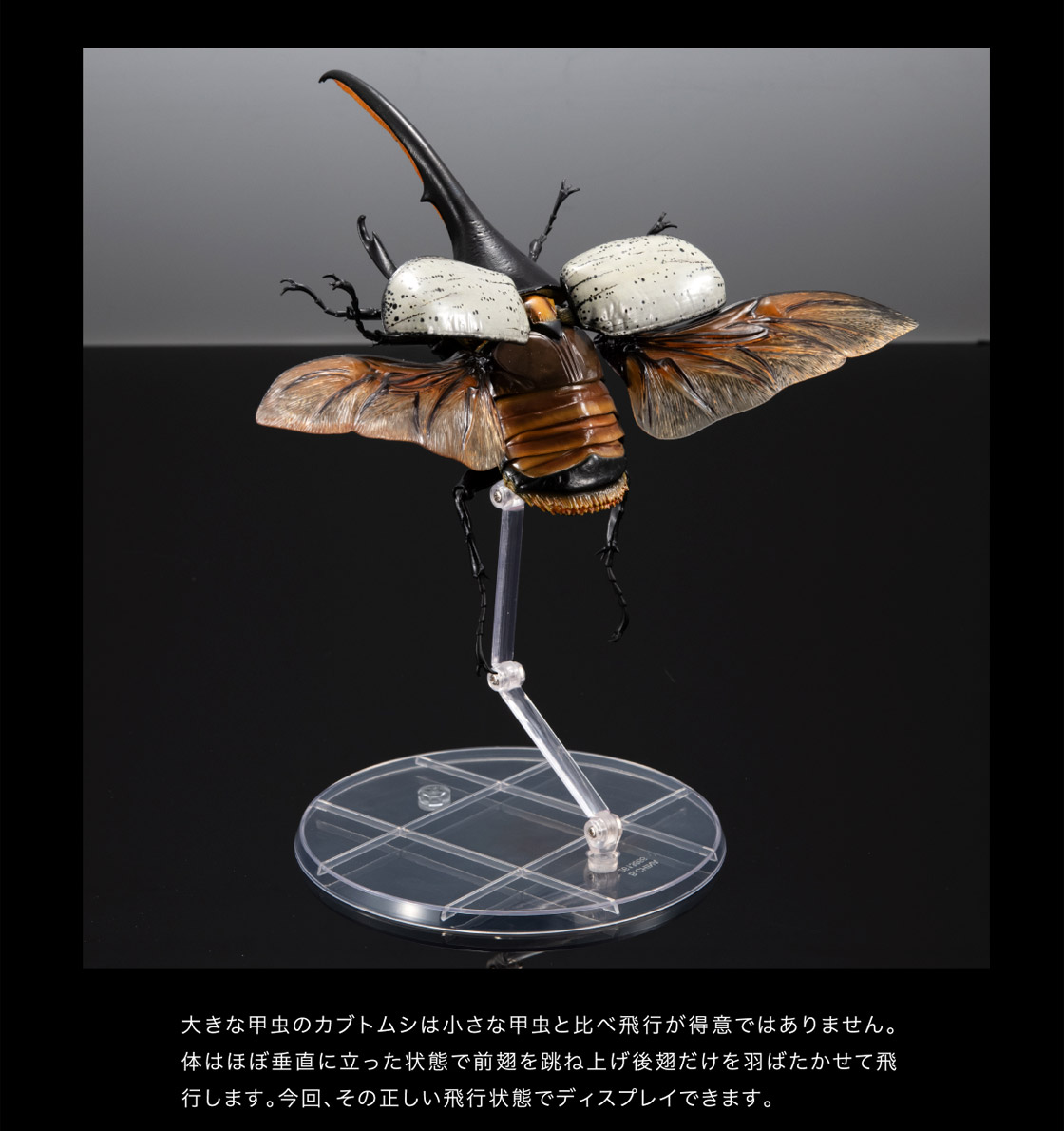 大きな甲虫のカブトムシは小さな甲虫と比べ飛行が得意ではありません。