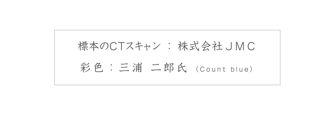 標本のCTスキャン:株式会社JMC 彩色：三浦二郎氏(Count Blue)