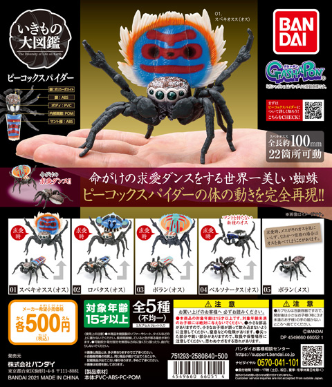 ピーコックスパイダー