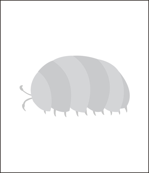 いきもの大図鑑レプティ<br>ヤドクガエル