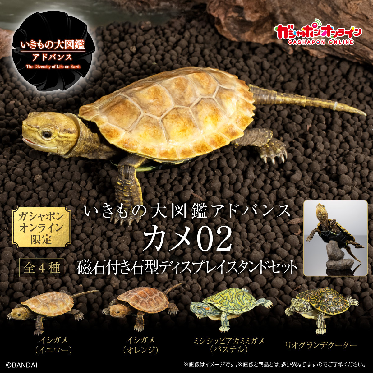 いきもの大図鑑アドバンス<br>カメ02<br>磁石付き石型ディスプレイスタンドセット