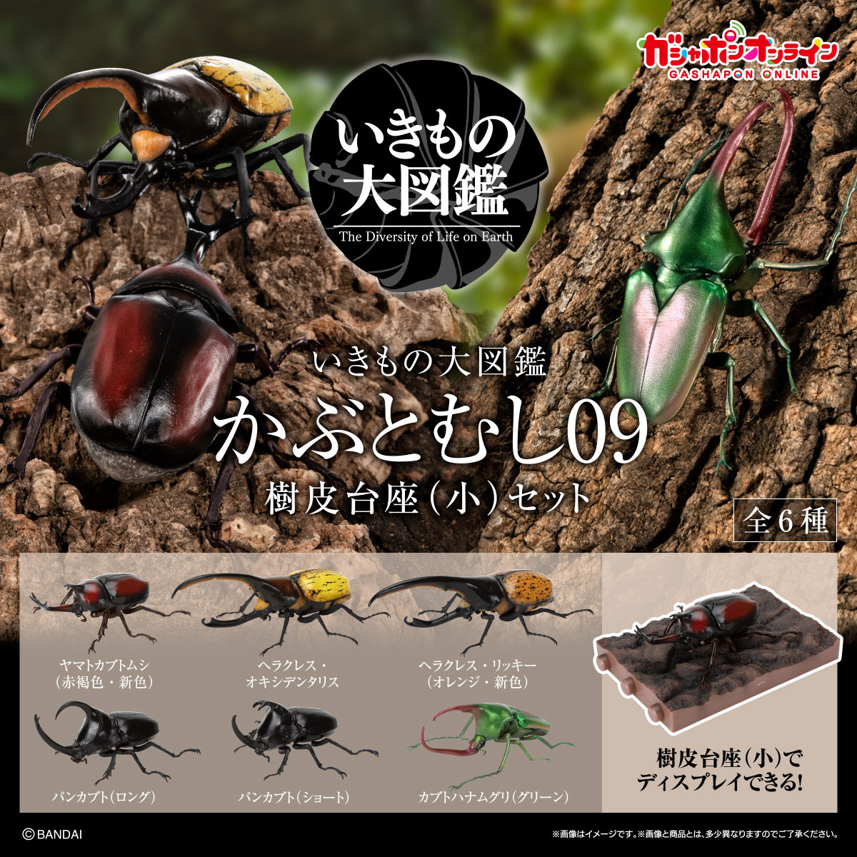 いきもの大図鑑<br>かぶとむし09<br>樹皮台座（小）セット