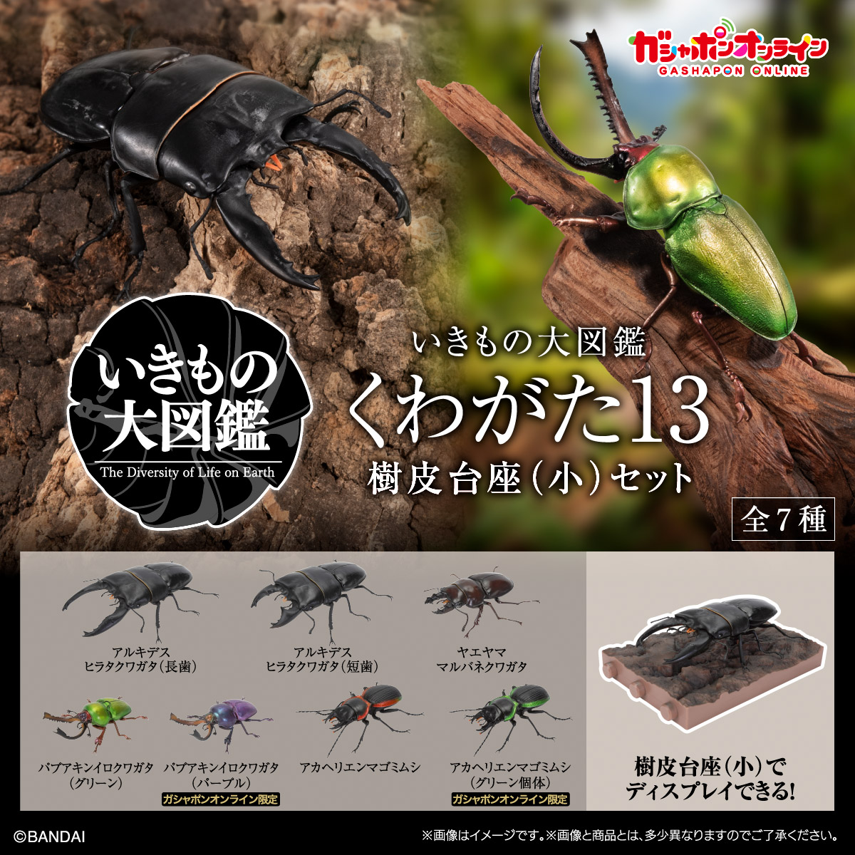 いきもの大図鑑<br>くわがた13<br>樹皮台座（小）セット