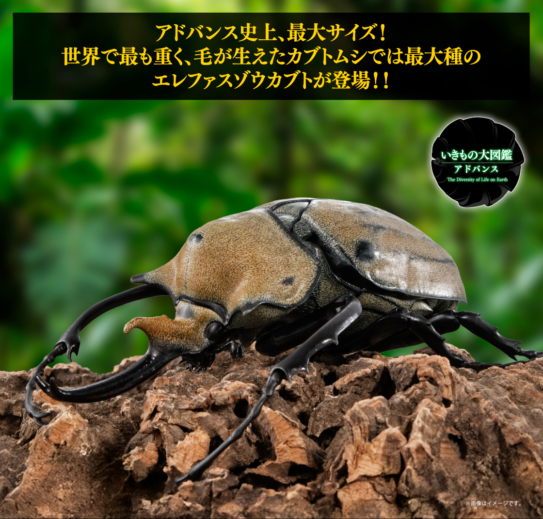 アドバンス史上、最大サイズ！世界で最も重く、毛が生えたカブトムシでは最大種のエレファスゾウカブトが登場！