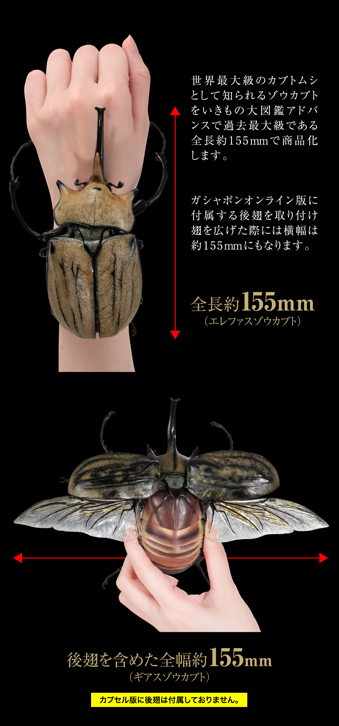 全長約155mm(エレファスゾウカブト) 後翅を含めた全幅約155mm(ギアスゾウカブト)