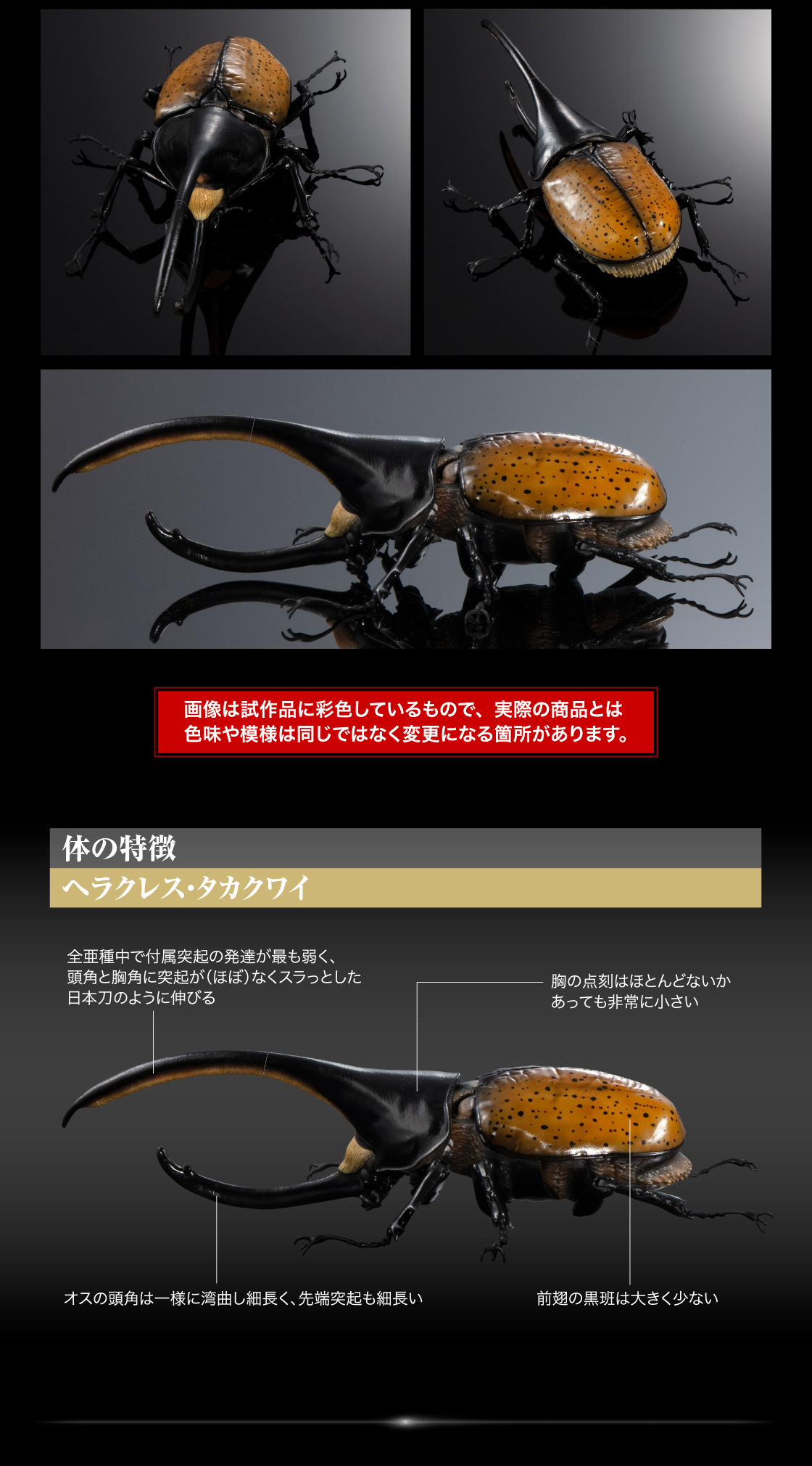 ヘラクレス・タカクワイ 体の特徴