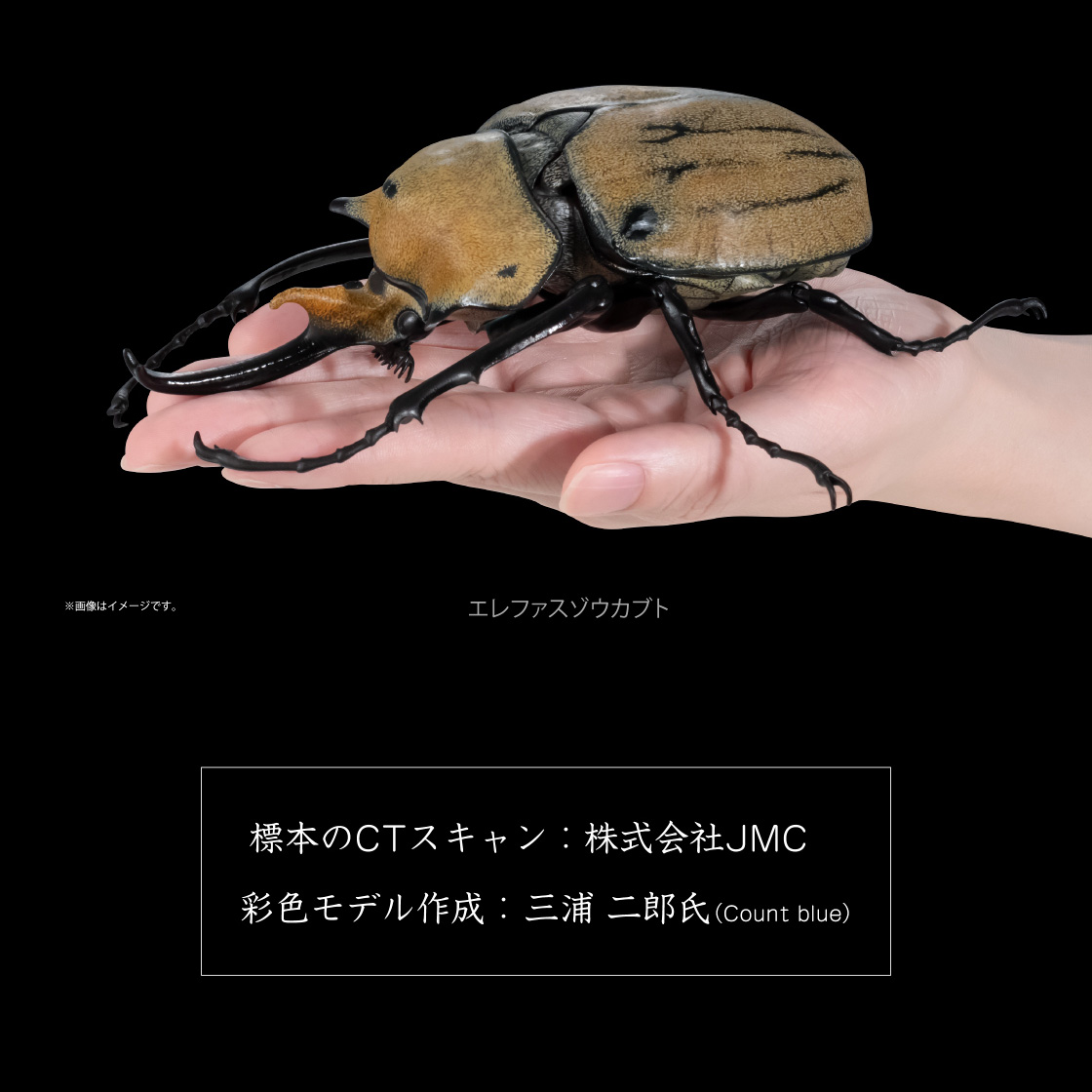 標本のCTスキャン：株式会社JMC 彩色モデル作成 三浦 二郎氏