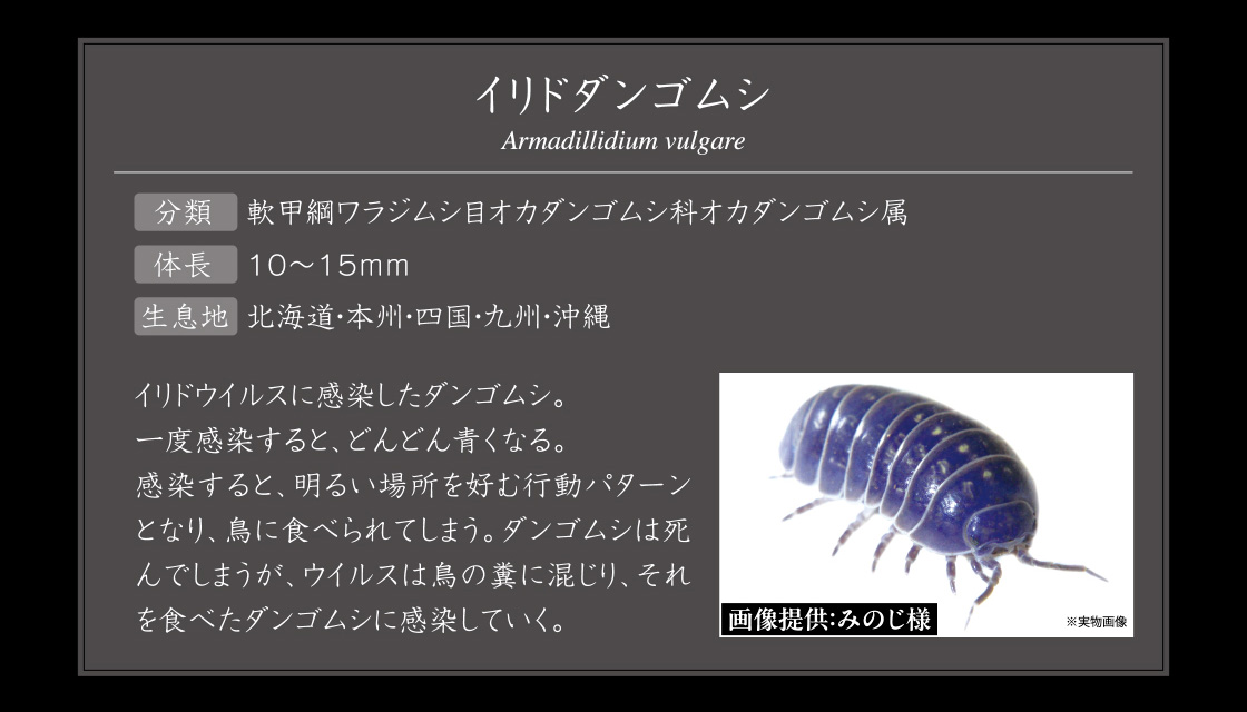 イリドダンゴムシ Armadillidium vulgare