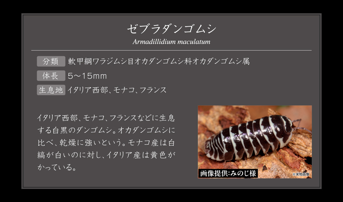 ゼブラダンゴムシ Armadillidium vulgare