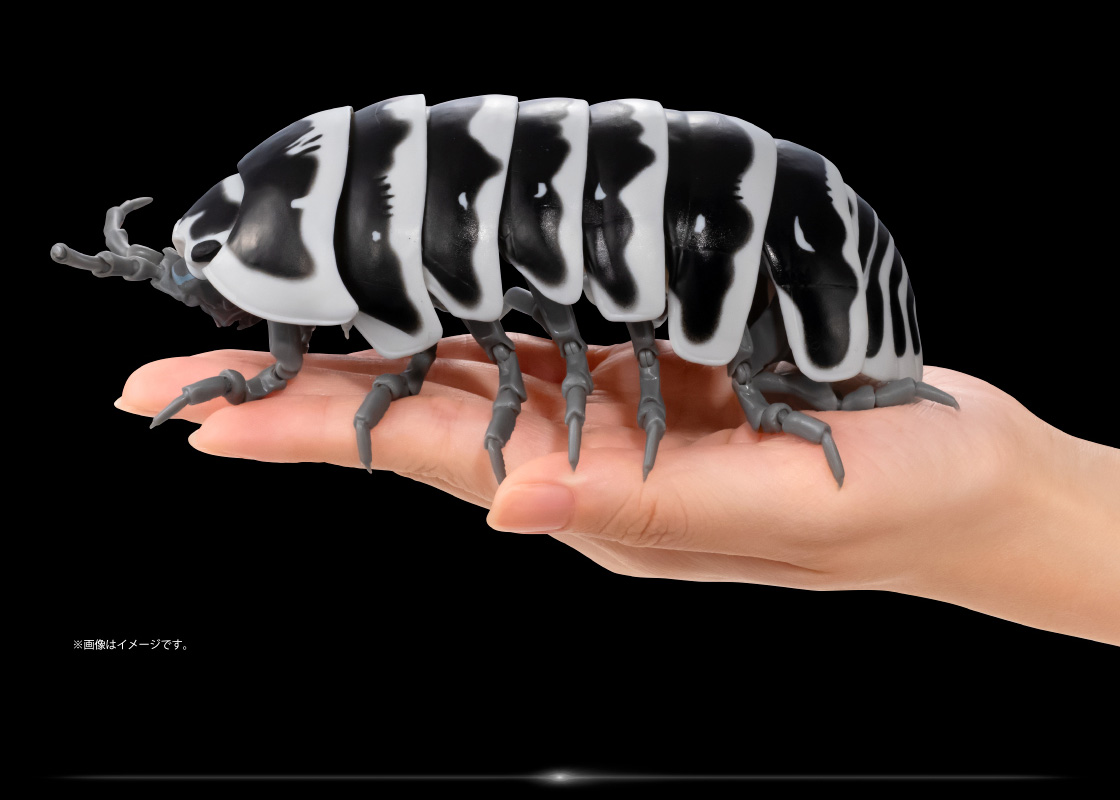 ゼブラダンゴムシ ※画像はイメージです。