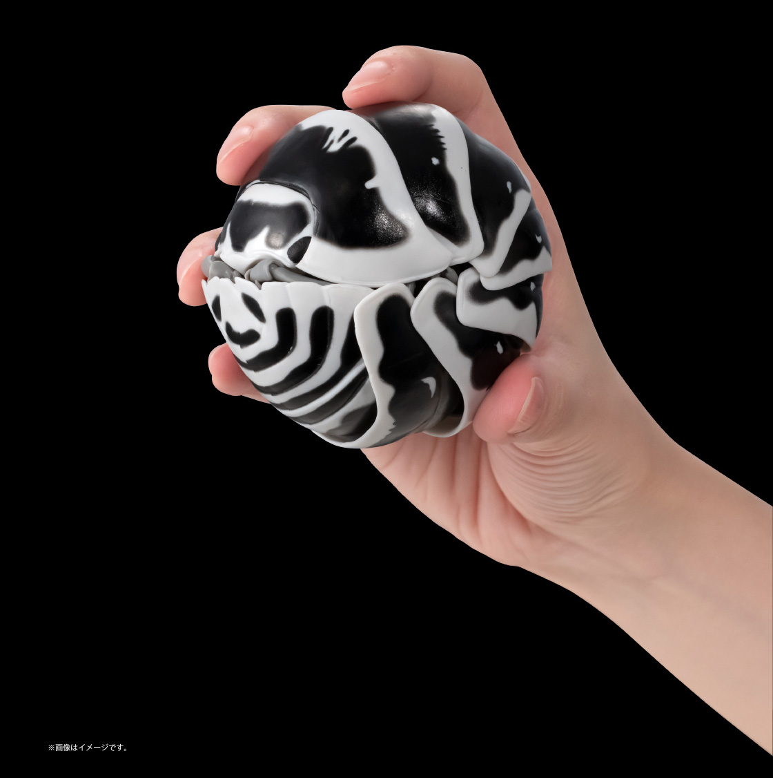 ゼブラダンゴムシ ※画像はイメージです。