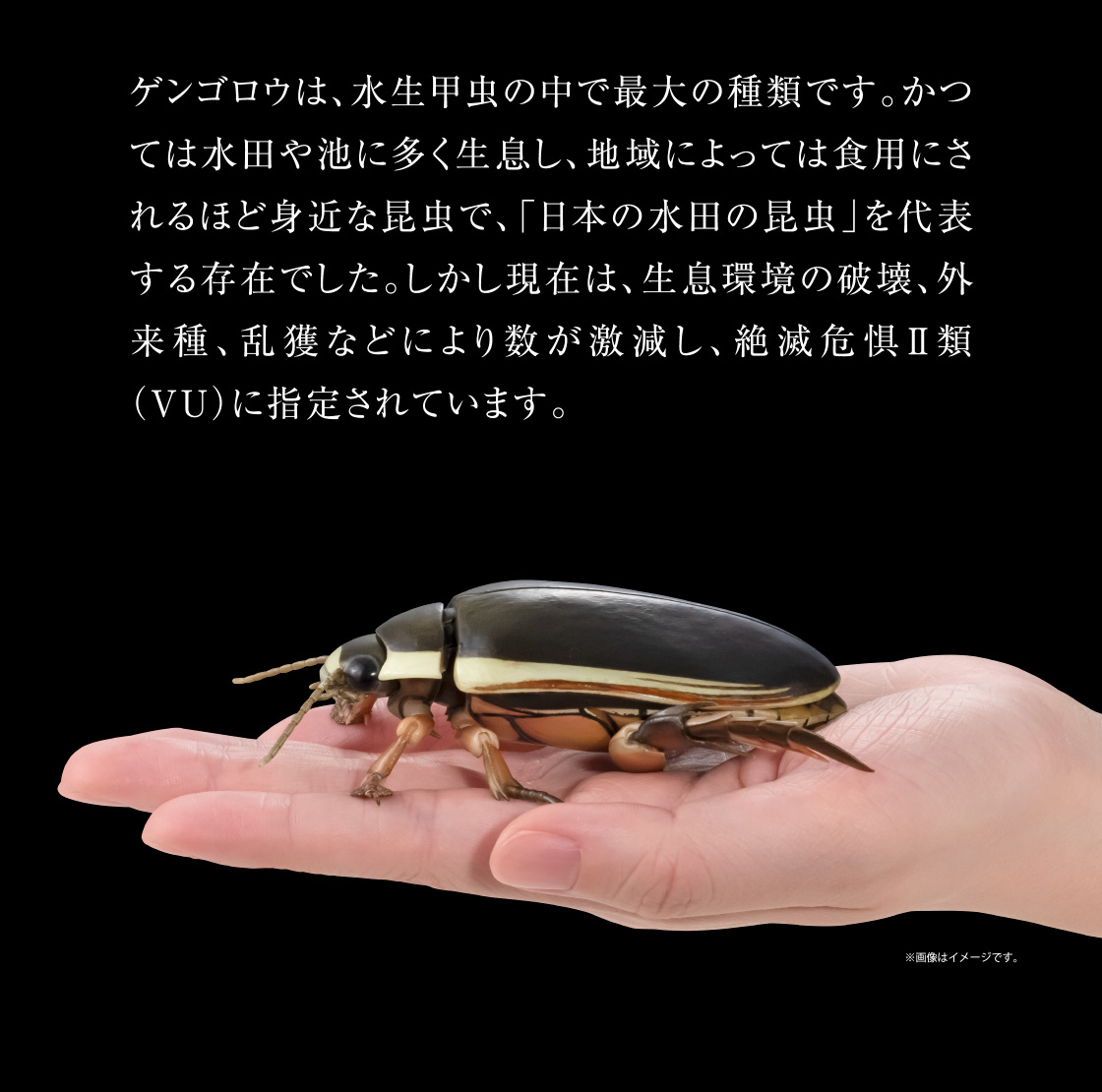 ゲンゴロウは、水生甲虫の中で最大の種類です。かつては水田や池に多く生息し、地域によっては食用にされるほど身近な昆虫で、「日本の水田の昆虫」を代表する存在でした。しかし現在は、生息環境の破壊、外来種、乱獲などにより数が激減し、絶滅危惧Ⅱ種(VU)に指定されています。