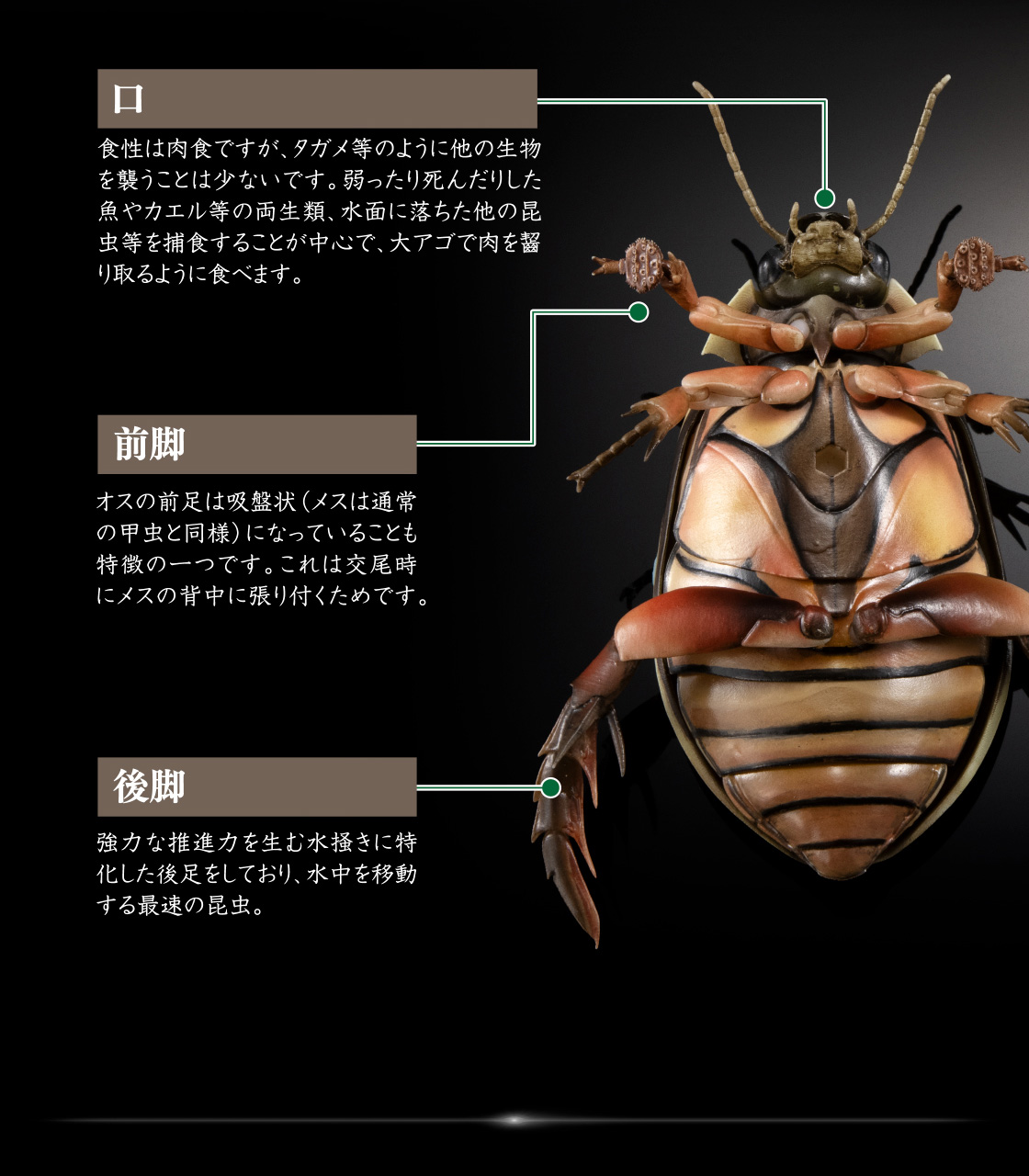 口 前脚 後脚