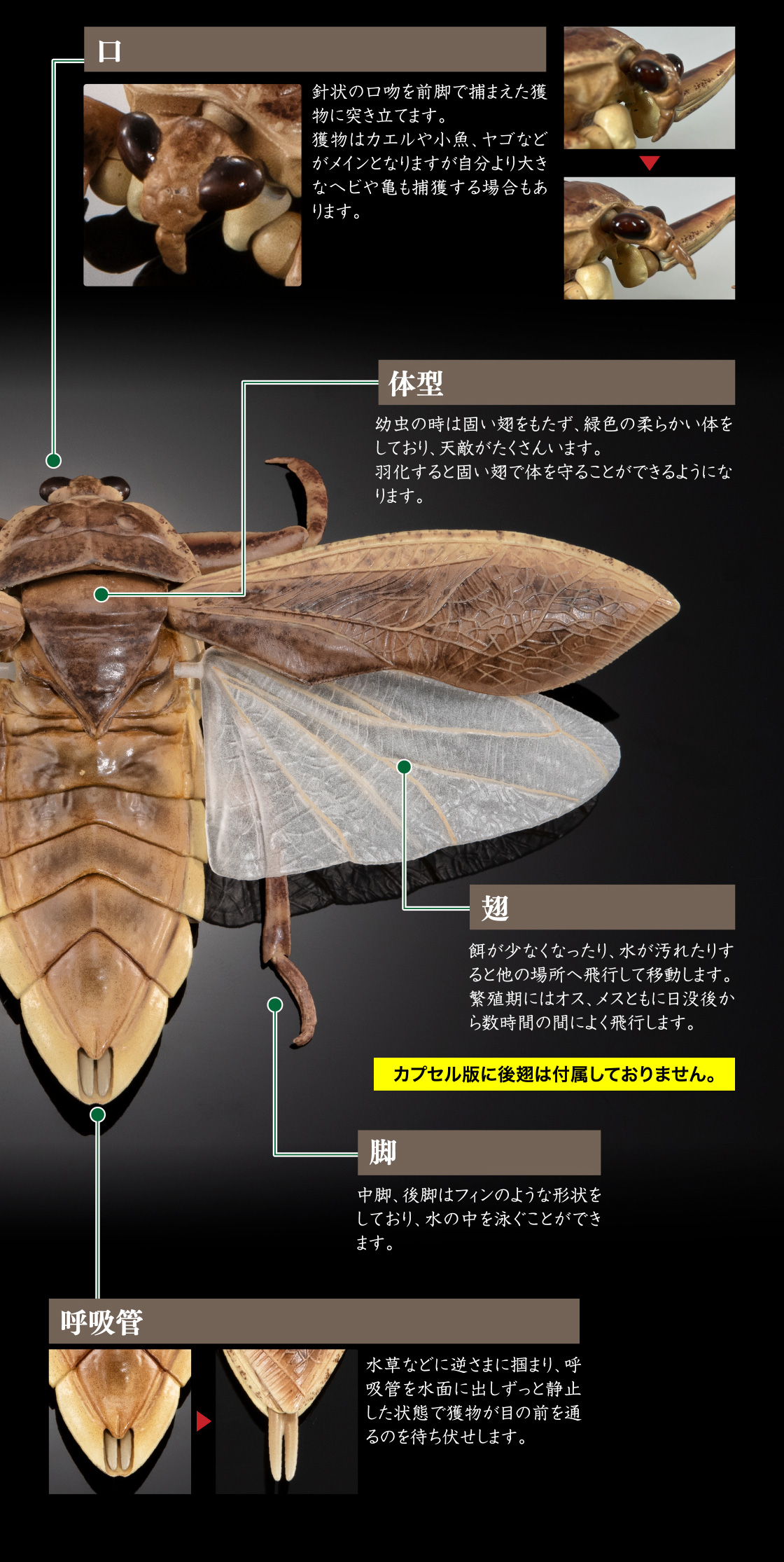 口 体型 翅 脚 呼吸管 カプセル版には後翅は付属しておりません。