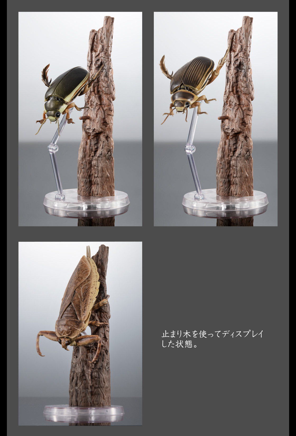 止まり木を使ってディスプレイした状態。