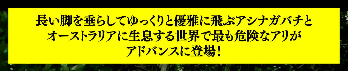 長い脚を垂らしてゆっくりと優雅に飛ぶアシナガバチとオーストラリアに生息する世界で最も危険なアリがアドバンスに登場！