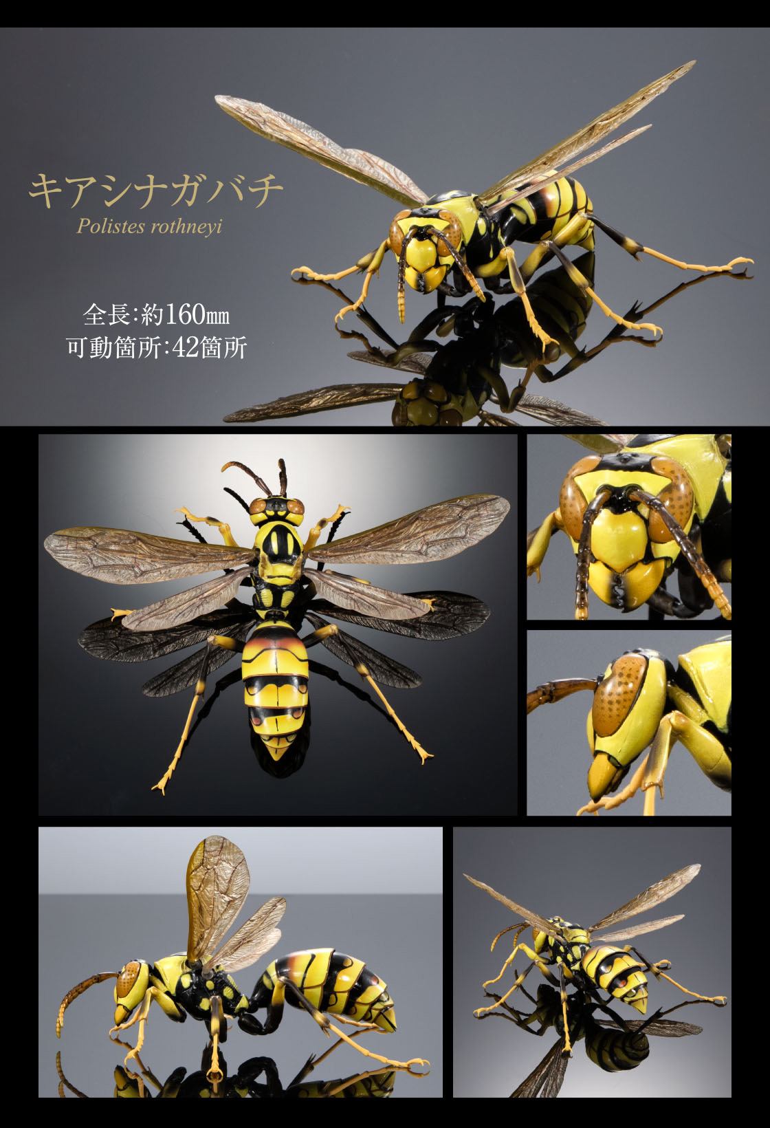 キアシナガバチ 全長：約160mm 可動箇所：42箇所