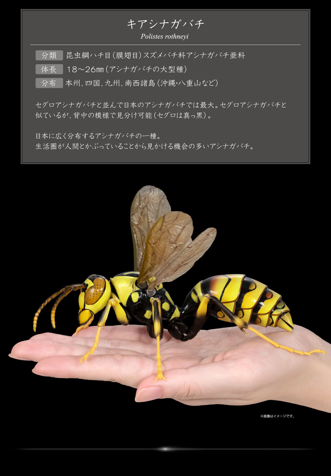 キアシナガバチ Polistes rothneyi