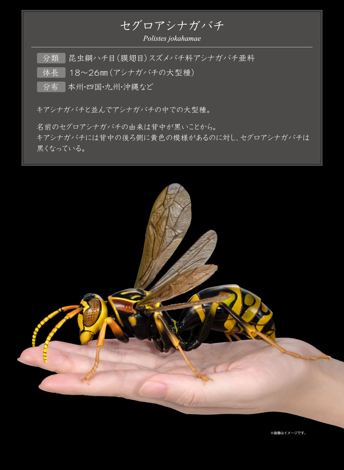 セグロアシナガバチ Polistes jokahamae