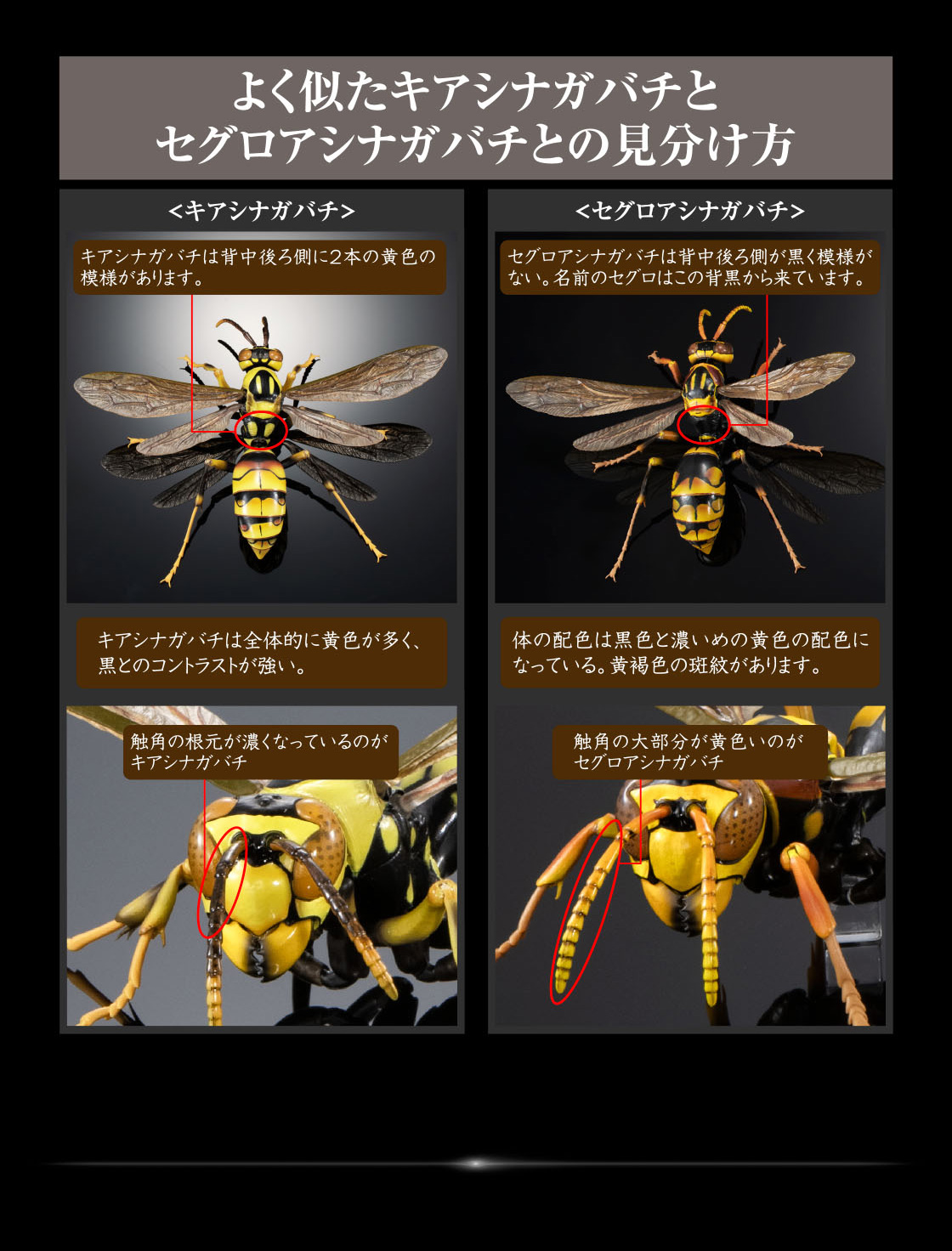 よく似たキアシナガバチとセグロアシナガバチとの見分け方