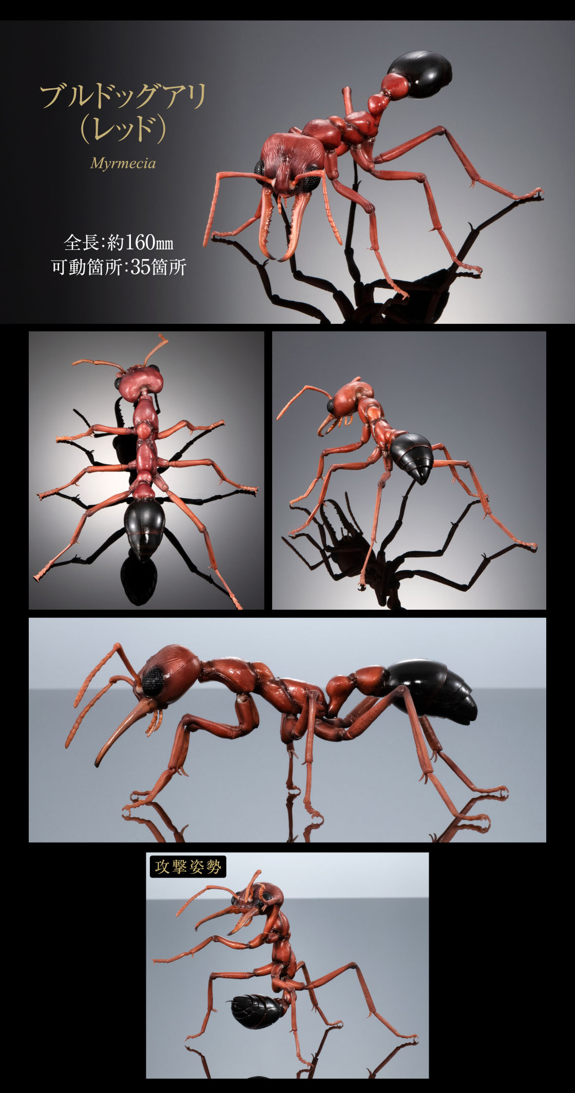 ブルドックアリ(レッド) 全長：約160mm 可動箇所：35箇所