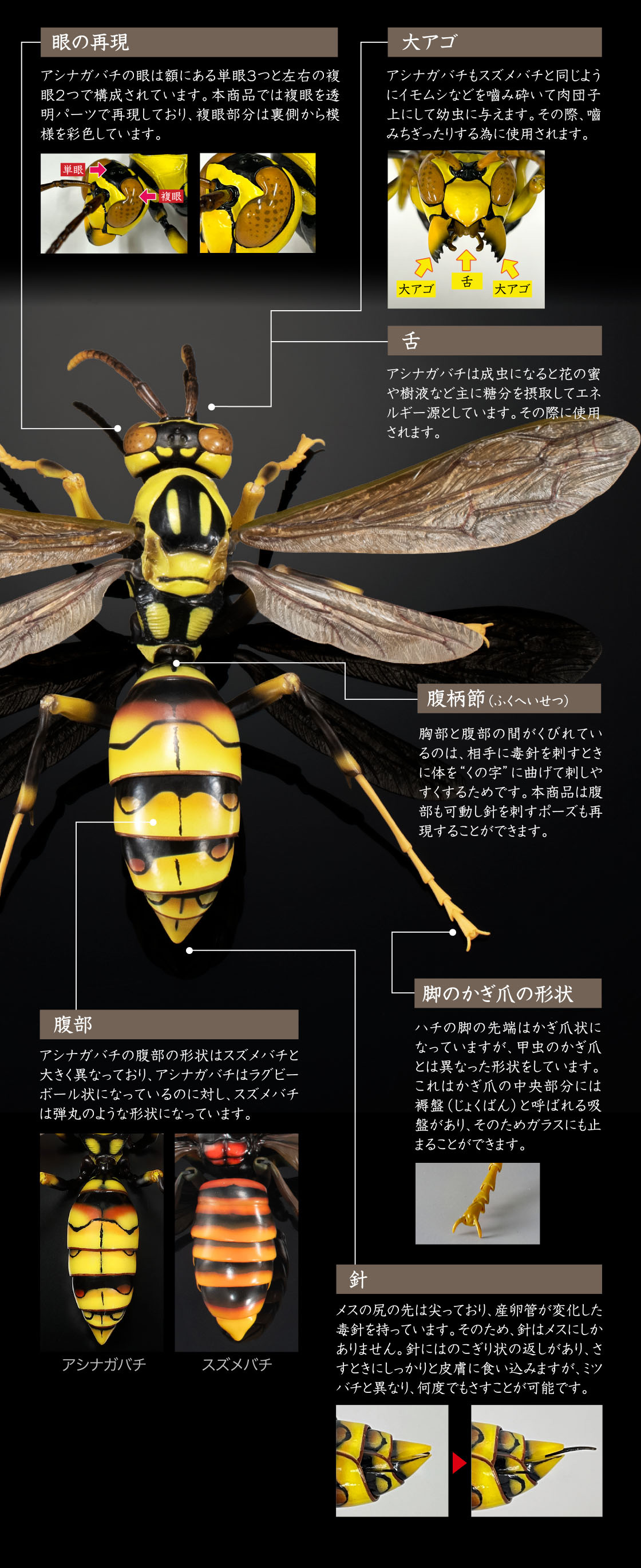 眼の再現 大アゴ 舌 腹柄節(ふくへいせつ) 腹部 脚びかぎ爪の形状 針