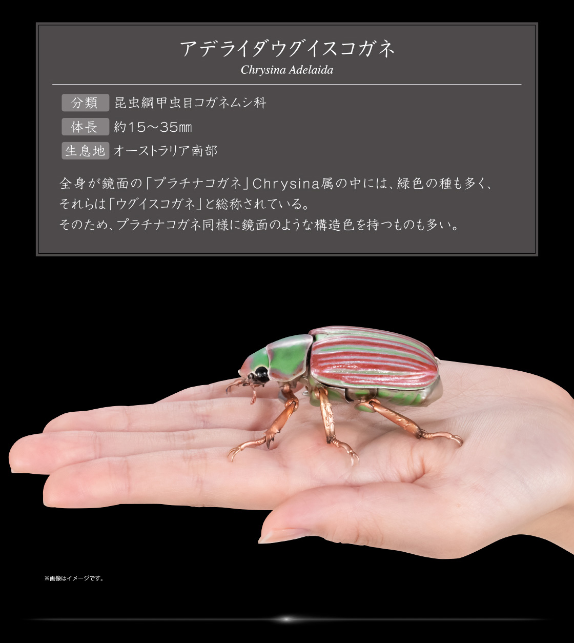 アデライダウグイスコガネ Chrysina adelaida
