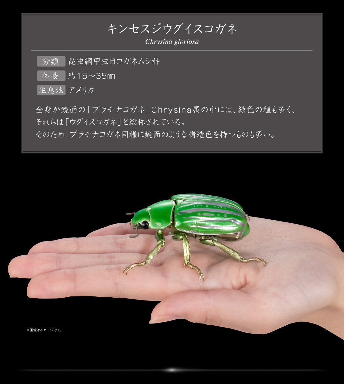 キンセスジウグイスコガネ Chrysina gloriosa