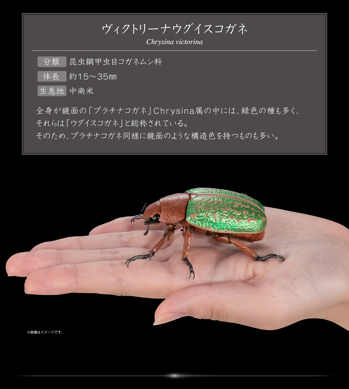 ヴィクトリーナウグイスコガネ Chrysina victorina