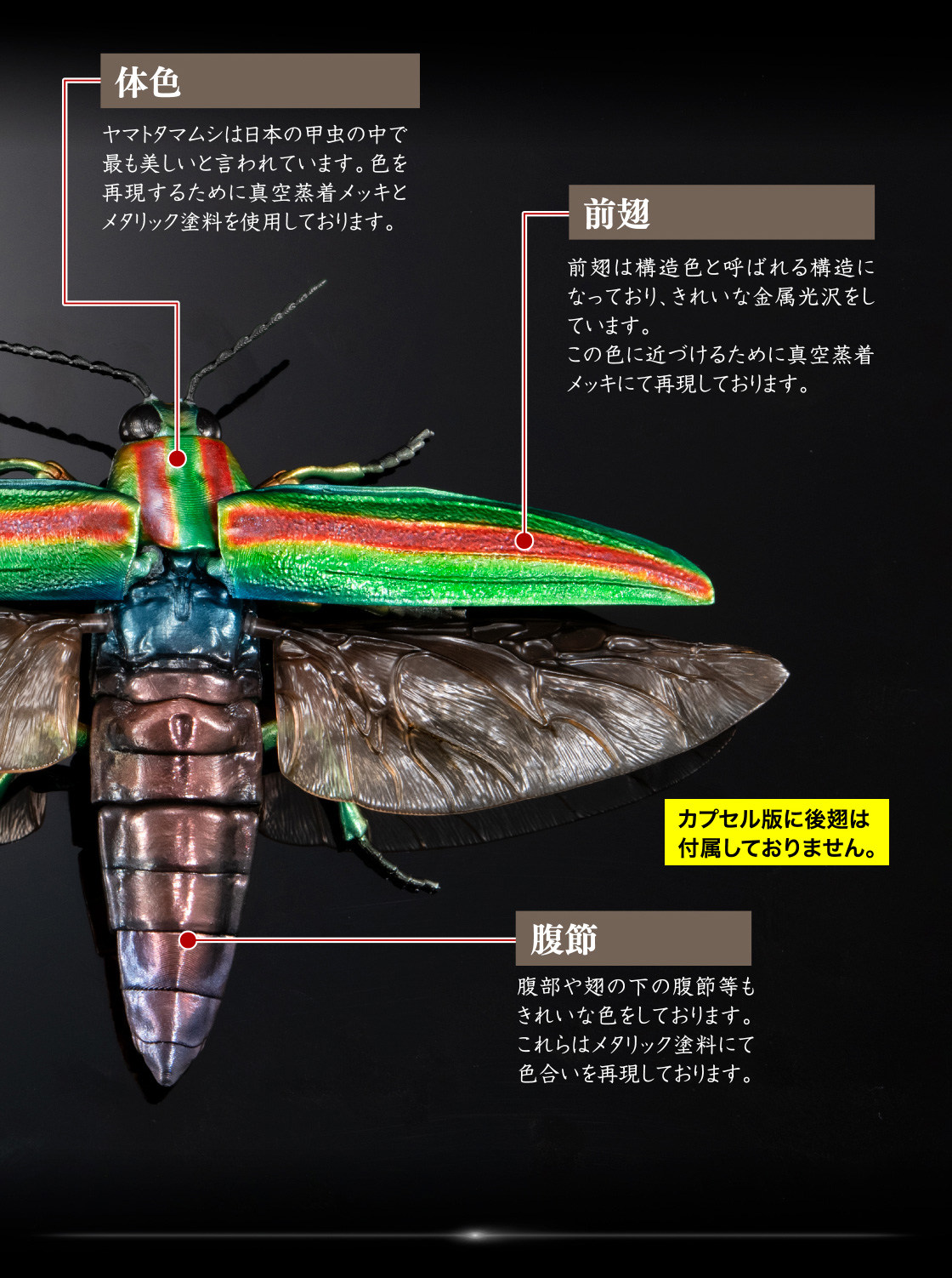 体色 前翅 腹節 カプセル版には後翅は付属しておりません。
