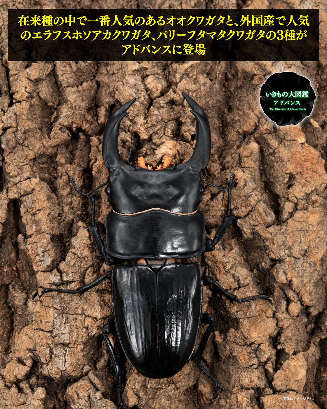 在来種の中で一番人気のあるオオクワガタと、外国産で人気のエラフスホソアカクワガタ、パリーフタマタクワガタの3種がアドバンスに登場
