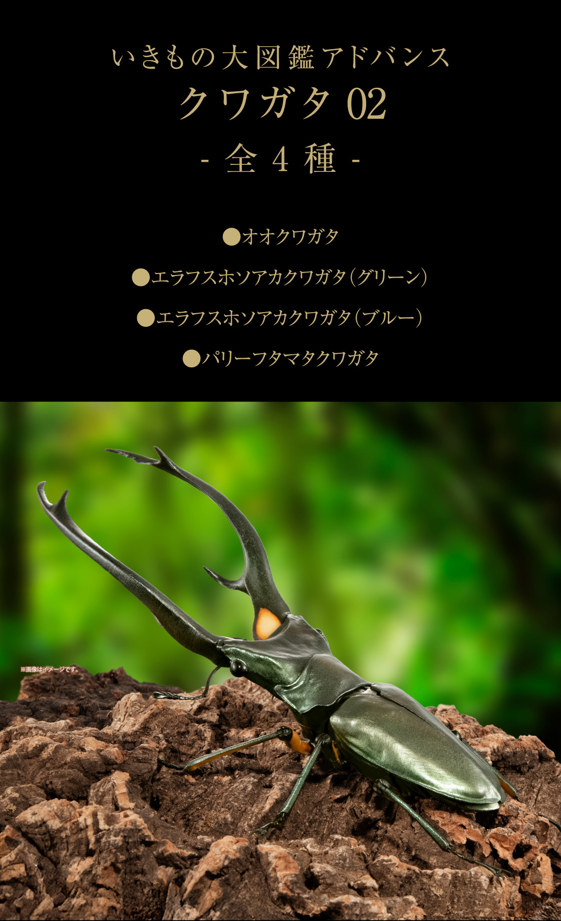 いきもの大図鑑アドバンス クワガタ02 -全4種- ●オオクワガタ ●エラフスホソアカクワガタ(グリーン) ●エラフスホソアカクワガタ(ブルー) ●パリーフタマタクワガタ