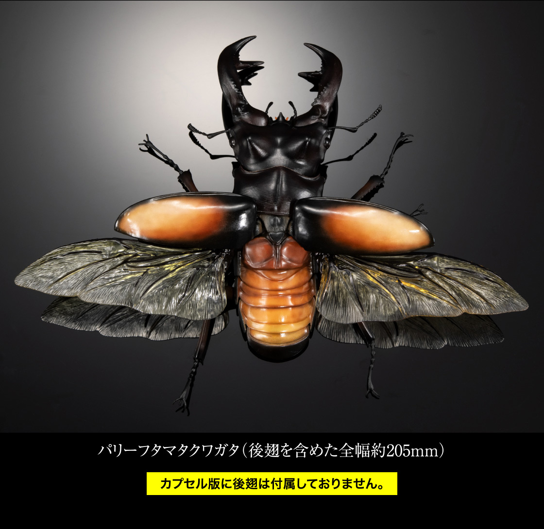 パリーフタマタクワガタ(後翅を含めた全幅約205mm)