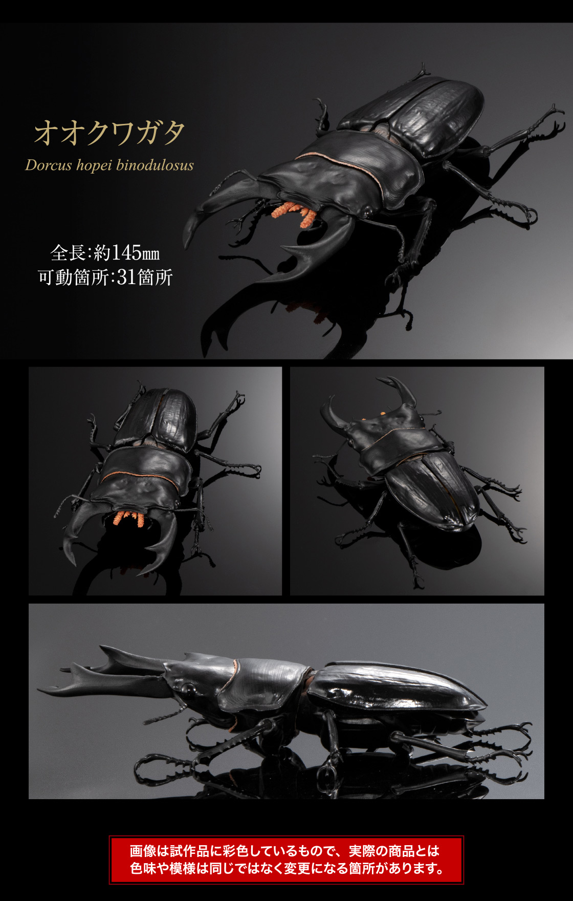 オオクワガタ 全長：約145mm 可動箇所：31箇所