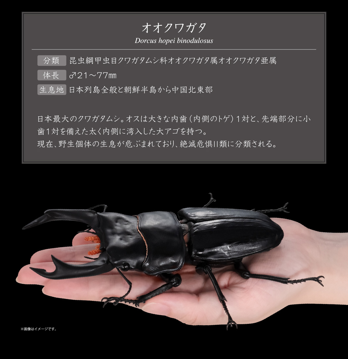 オオクワガタ Dorcus hopei binodulosus