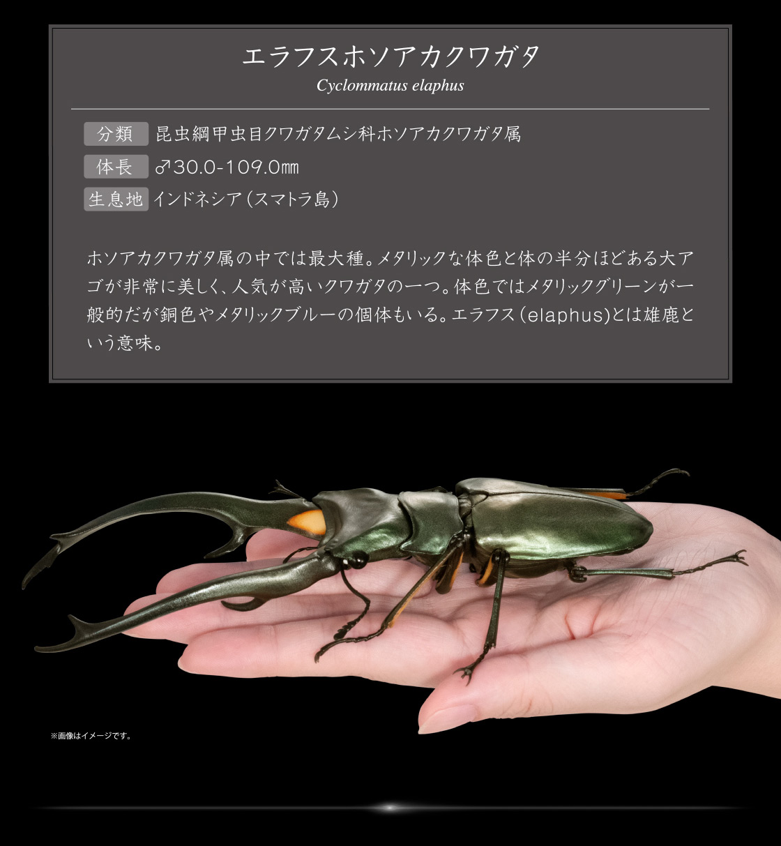 エラフスホソアカクワガタ Cyclommatus elaphus