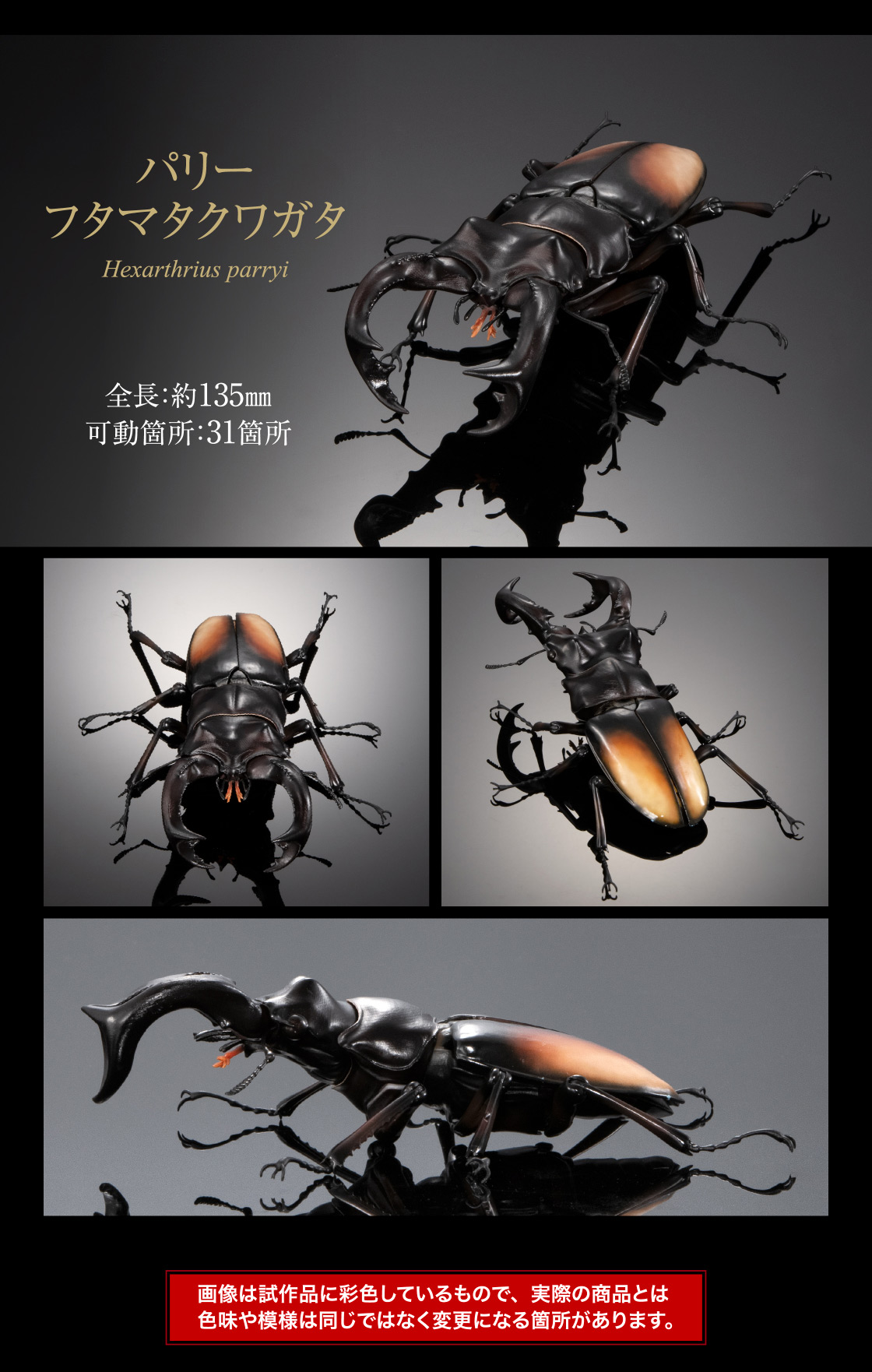 パリーフタマタクワガタ 全長：約135mm 可動箇所：31箇所