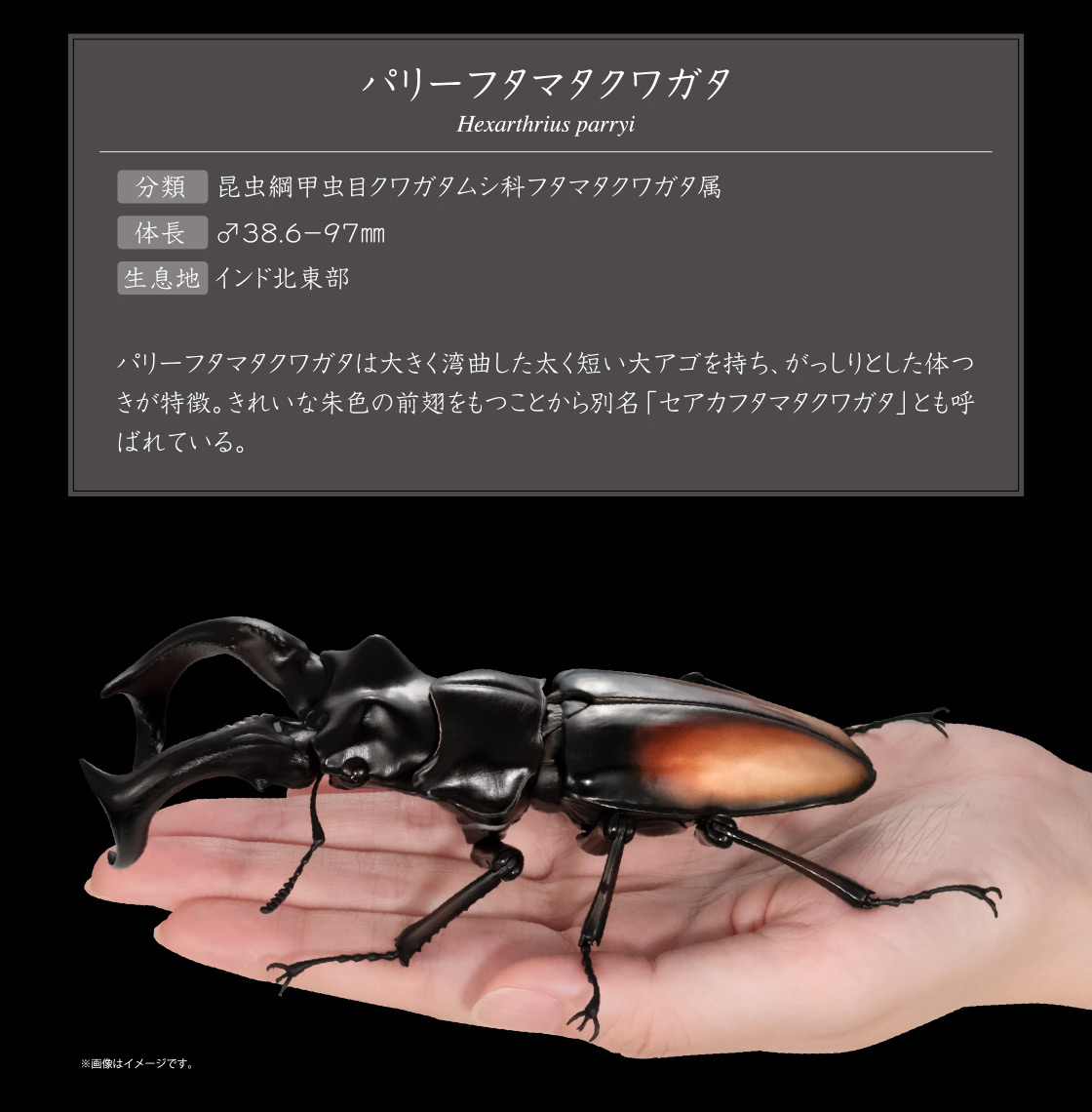 パリーフタマタクワガタ Hexarthrius parryi