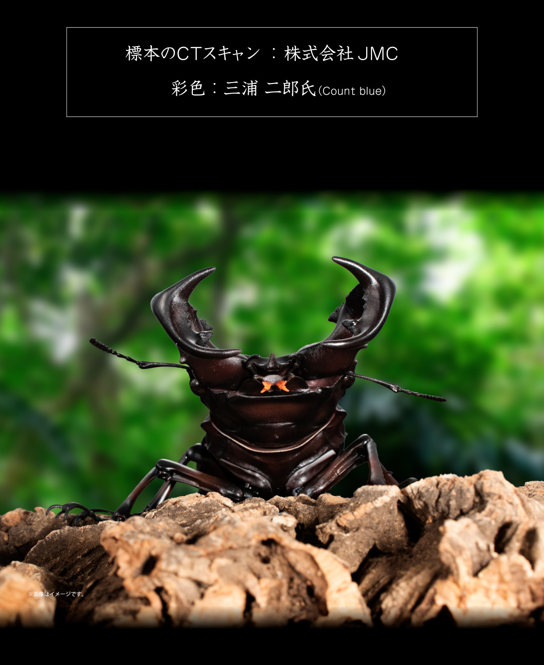 標本のCTスキャン：株式会社JMC　彩色：三浦 二郎氏(Count blue)