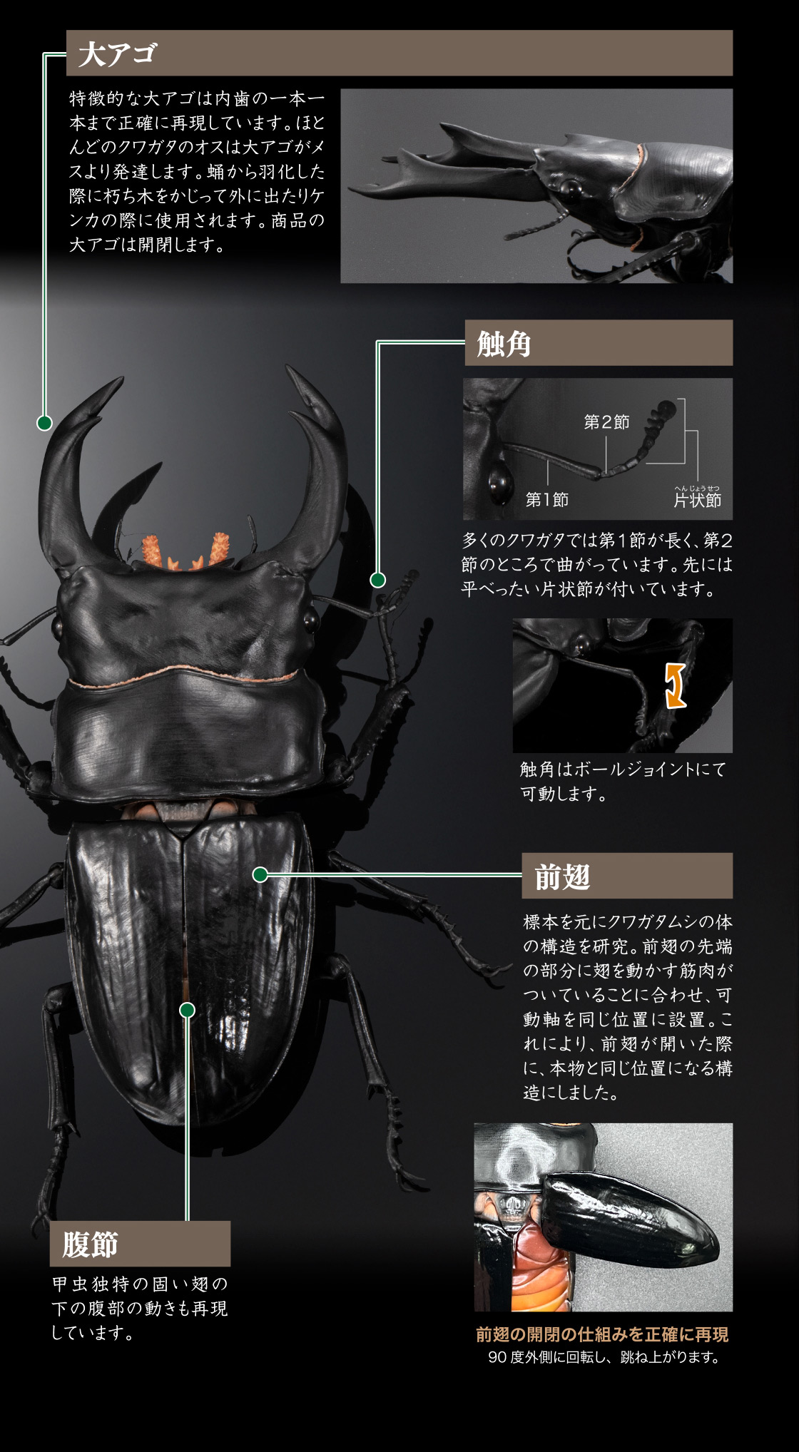 大アゴ 触角 前翅 腹節