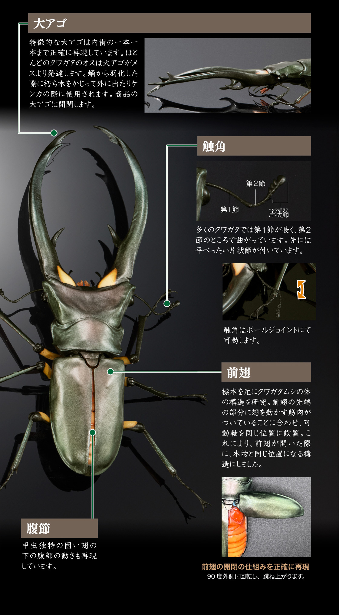 大アゴ 触角 前翅 腹節