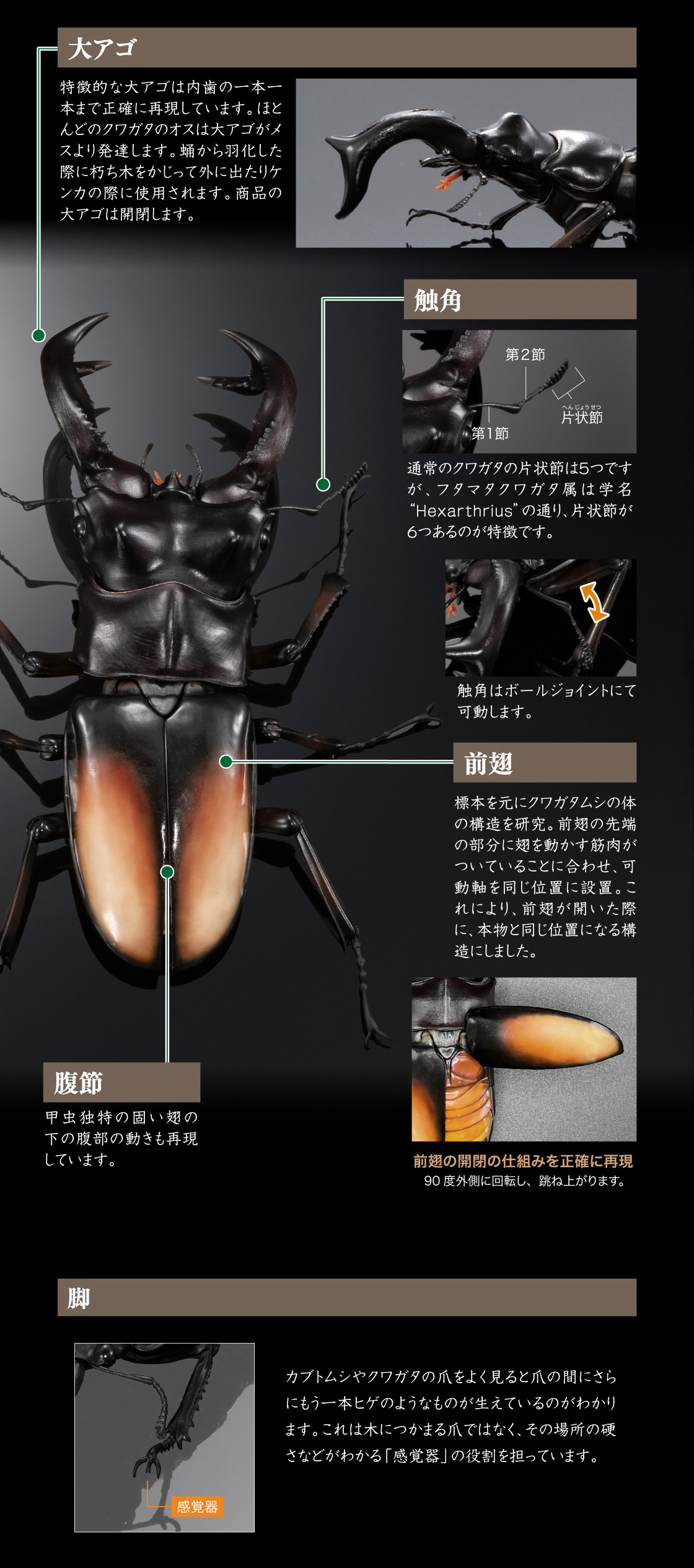 大アゴ 触角 前翅 腹節 脚