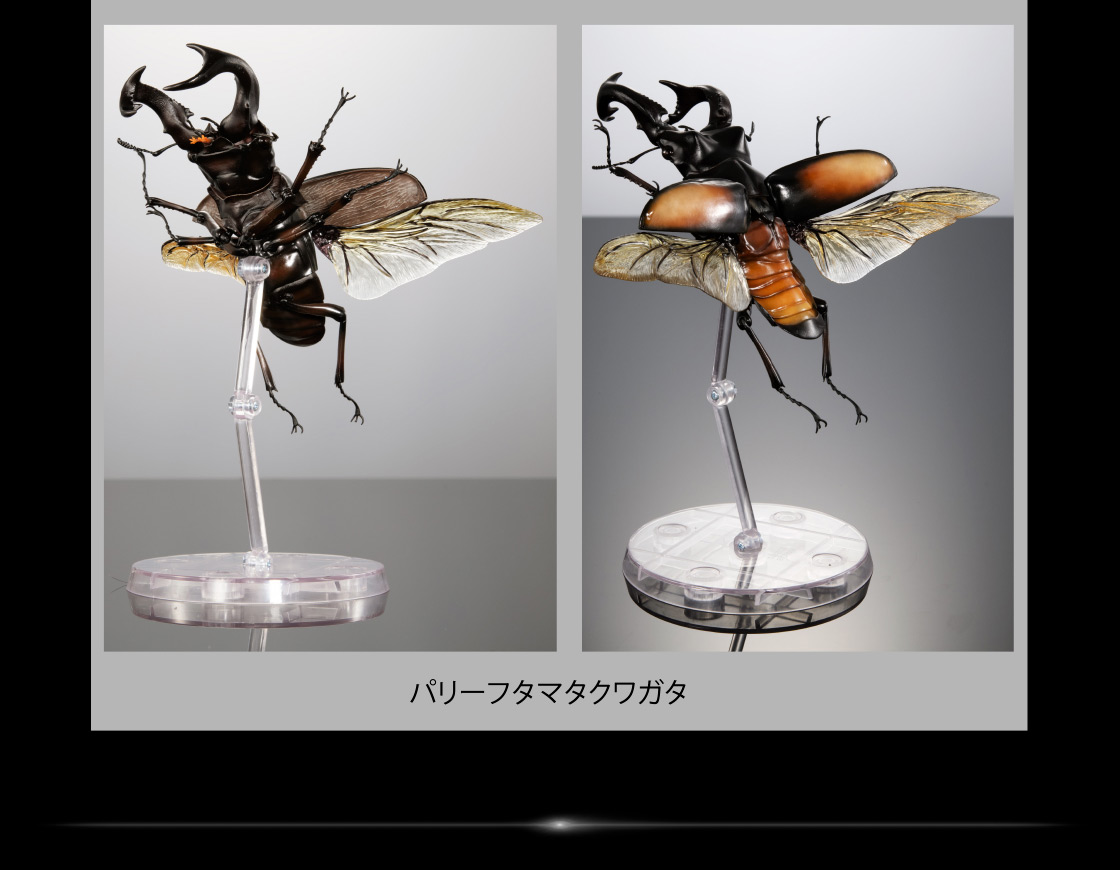 パリーフタマタクワガタ ディスプレイスタンドイメージ