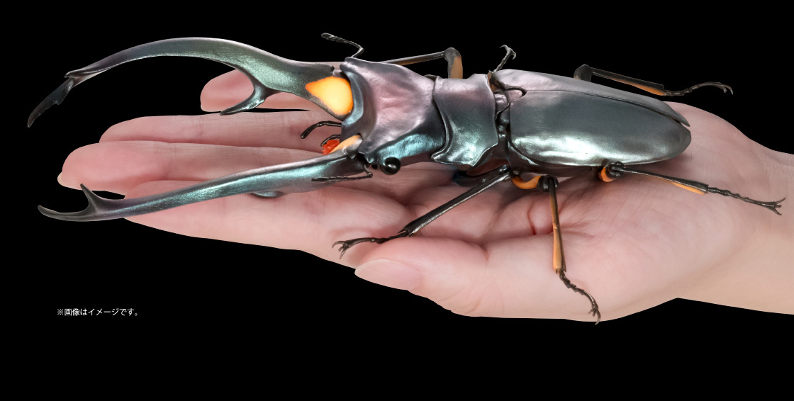 エラフスホソアカクワガタ ※画像はイメージです。