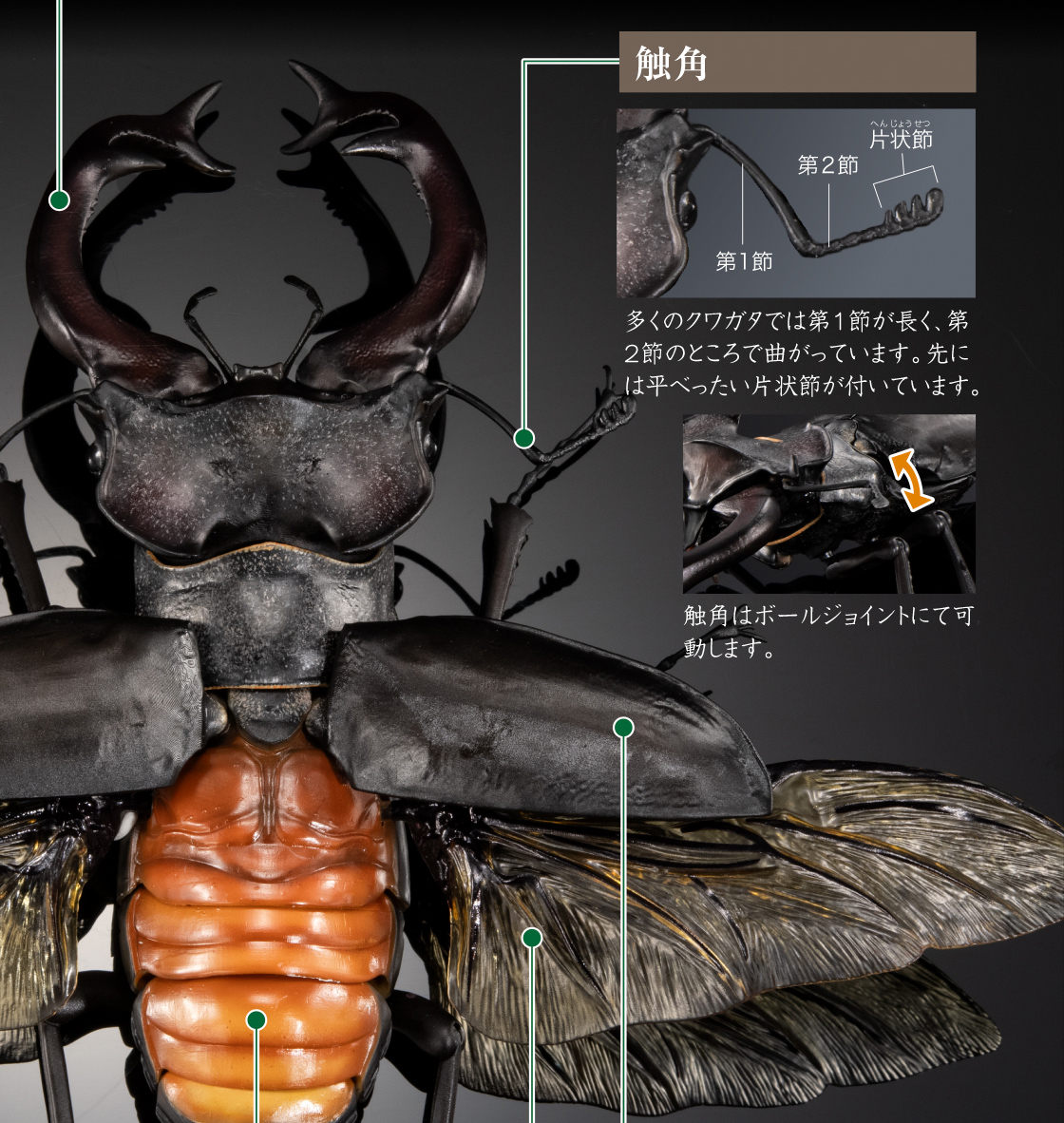 触角