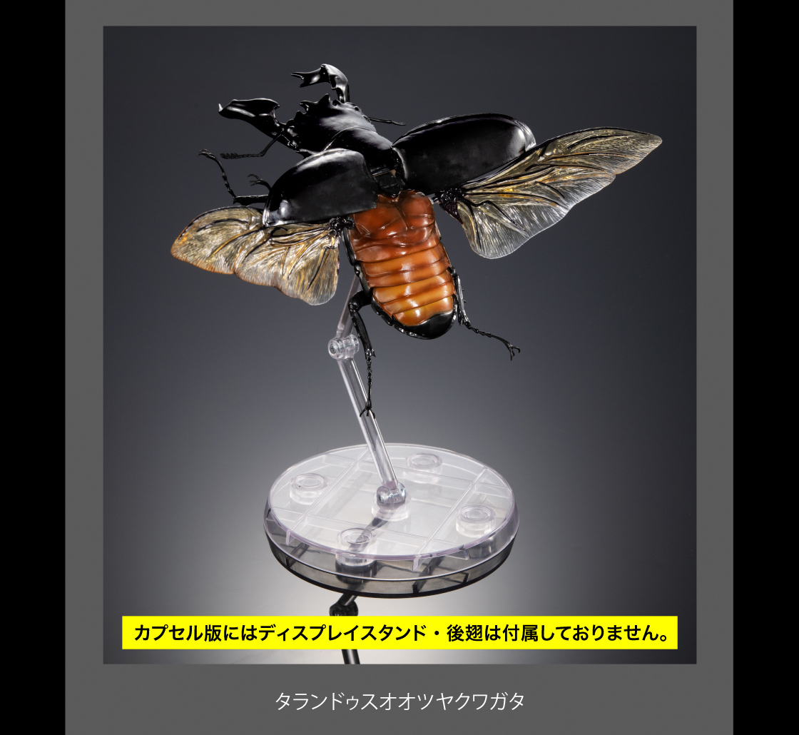 タランドゥスオオツヤクワガタ　カプセル版にはディスプレイスタンド・後翅は付属しておりません。