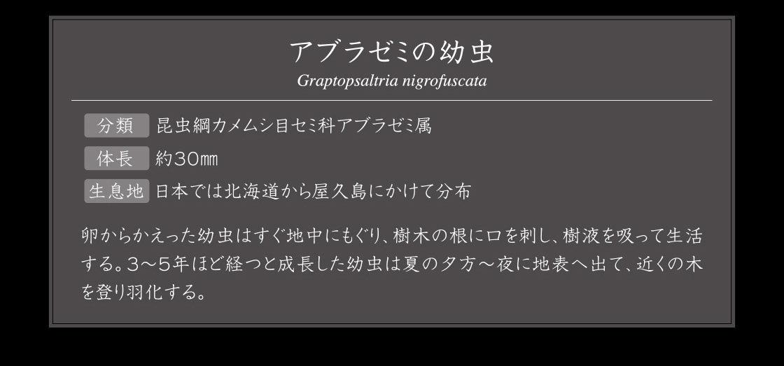 アブラゼミの幼虫 Graptopsaltria nigrofuscata
