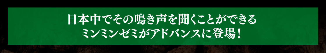 日本中でその鳴き声を聞くことができるミンミンゼミがアドバンスに登場！